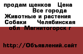 продам щенков › Цена ­ 15 000 - Все города Животные и растения » Собаки   . Челябинская обл.,Магнитогорск г.